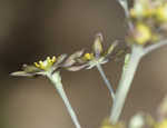 Blue cohosh